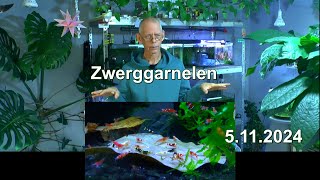 Garnelenzucht Rundblick im Aquariumzimmer mit den Zwerggarnelen Aktuelle Lage des Geschehen [upl. by Pietje]