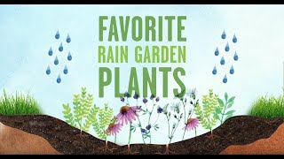 How to Select Plants for a Rain Garden [upl. by May]