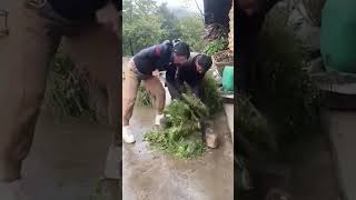 The process of cutting alfalfa with steel knife [upl. by Vange]