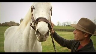 Jockey Gary Stevens Visits Silver Charm [upl. by Ynnos]