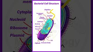 Bacterial cell structure  shortsfeed shortvideo [upl. by Jann]