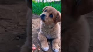 puppy doglover cute song hindisong music dog hindi love youtubeshorts [upl. by Rahman]