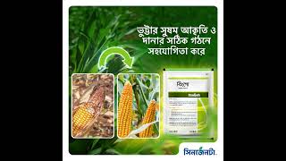 🌽 পুষ্ট দানা পেতে ভুট্টা ফলনের সিনজেনটার বিংগো ম্যাগমা আর গ্রোজিন [upl. by Lurie]