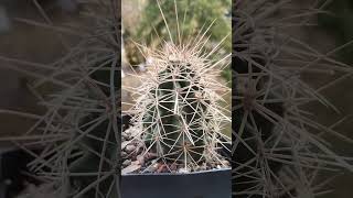 Echinocereus coccineus kaktusy cactus [upl. by Sall]