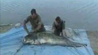 catfishing spain river ebro guided pellet fishing [upl. by Sivia]