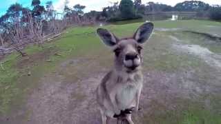 Australia  Lincontro con i canguri di Philip Island [upl. by Ilrak]