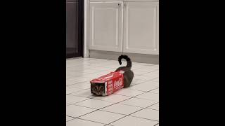 Does your cat like boxes cat [upl. by Sacha460]