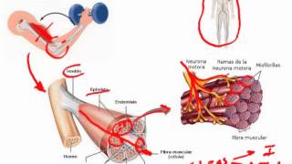 Anatomía y Fisiología del Músculo [upl. by Ennairam]