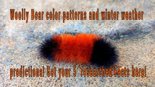 Can a Woolly Bear REALLY forecast winter Five Researched Facts Isabella Tiger Moth Caterpillar [upl. by Colvert]