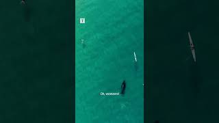 Kayaker encounters humpback whale off Bondi Beach [upl. by Eatnuahc686]