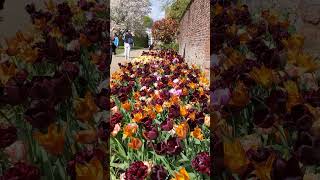 Tulip festival at Hampton court palace London [upl. by Nomzzaj]