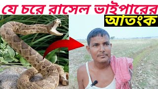 যে চরে রাসেল ভাইপারের উপদ্রব  Russells viper snake  রাসেলস ভাইপার  Russell viper  snake [upl. by Elocim]