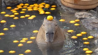 Top 5 capybaras [upl. by Yerggoeg]