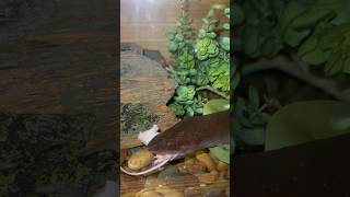 Amphiuma Feeding outdoorswithjay amphibian amphiuma feedshorts [upl. by Selma230]