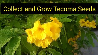 Collect and Grow tecoma seeds  Bell flower [upl. by Aitra]