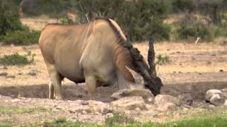 Bull Eland coming to drink [upl. by Euhc]