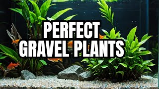 Top 10 Aquarium Plants That Grow In Gravel [upl. by Halet]