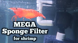 NEW Shrimp Tank Filter Build  Hang on Back Turbo Charged Double Monster Sponge Filter [upl. by Hamburger280]