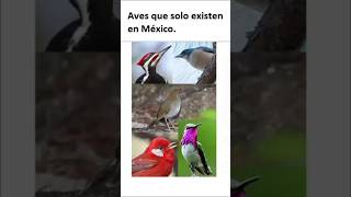 Cinco especies de aves que existen solo en México especies nativas méxico cosasdemexicanos [upl. by Adnorahc811]