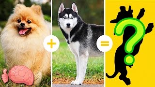 20 Increíbles Cruzas De Razas De Perros Que NO CONOCÍAS [upl. by Carri547]