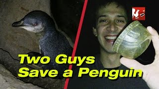 RT Life  Two Guys Save a Penguin [upl. by Ahilam]