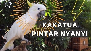 BURUNG KAKATUA PINTER NYANYI [upl. by Elleniad629]