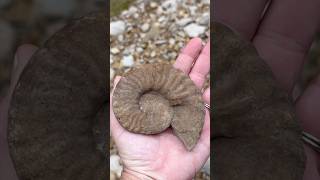 Palm Sized Ammonite Fossil discovery while Creek Walking for fossils North Texas fossilhunting [upl. by Athalia937]