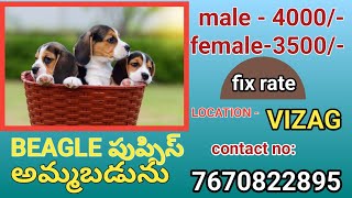 beagle dogs for sale in telugu7670822895DVR PETS amp ANIMALS vizag kancharapalem [upl. by Stila]