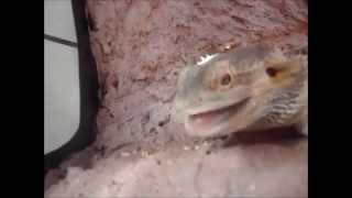 Pogona vitticeps  Eating live prey part 2  Amalgation [upl. by Aicilaanna]