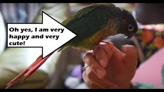 GREEN CHEEK CONURE DANCING SQUEALING AND AGREEING SHE IS A CUTE AND HAPPY BIRD [upl. by Doralin]