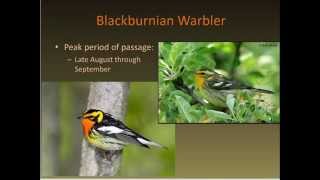 Identifying Fall Warblers [upl. by Alidia]