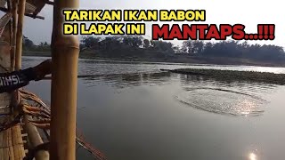 TERBUKTI ❗❗ Babon di lapak Bah ula Pada Naik  Mancing Saguling terbaru 2024 [upl. by Branen]