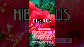 The Most Powerful Plants According to Witchcraft Hibiscus [upl. by Gilbart509]