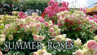 Summer Roses of Keisei Rose Garden 2022 京成バラ園 4k rose [upl. by Nitneuq]