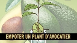 Comment empoter un jeune plant davocatier how to plant an avocado tree [upl. by Osei]