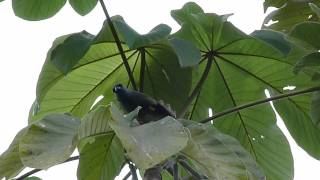 Thraupis abbas  Yellowwinged Tanager [upl. by Thatch]