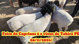 Feira de Caprinos é o vinos de Tabira PE 06112024 [upl. by Warrin765]