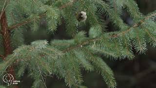 GoldenCrowned Kinglet Feeding [upl. by Ecnarretal]