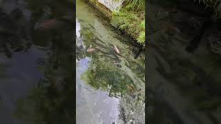 Belalang berenang comedy funny shortsviral [upl. by Bobbee]