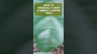 Identifying Liberica Coffee Trees Leaf Shape Size and Cherries [upl. by Manning778]