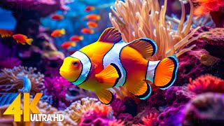 Aquarium 4K VIDEO ULTRA HD  Beautiful Coral Reef Fish  Sleep Relaxing Meditation Music [upl. by Kudva153]