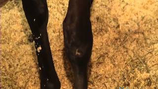 Vetericyn Wound amp Infection Care  Horse Leg Injury [upl. by Christiana90]