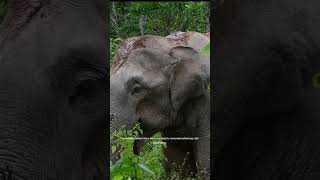 Gajah besar takut tikus storrytelling animals storytelling [upl. by Audri609]