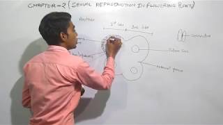 Microsporogenesis  types of anther wall development  BSc  MSc  TGT  PGT  NEET [upl. by Kenward]