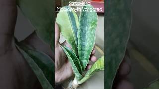 Sansevieria Macrophylla Varigated garden plants decor healthy viralshort trendingshorts yt [upl. by Nirik]