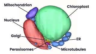 Structure and function of the mitochondrion [upl. by Thevenot]