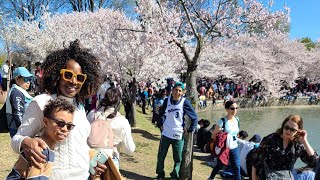 Cherry Blossom Festival 2023 in Washington DC VLOG [upl. by Angadresma]