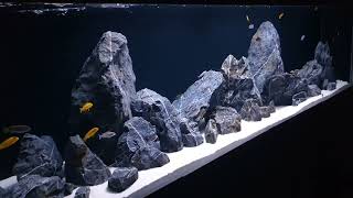 Acquario Malawi full mbuna 240x60x60 040724 [upl. by Yelknirb]