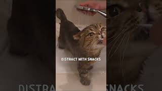 Crazy Cat LuLu Loves Taking Baths [upl. by Tisbee]