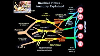 Brachial Plexus Pre and Postganglionic Injury  Everything You Need To Know  Dr Nabil Ebraheim [upl. by Glyn]